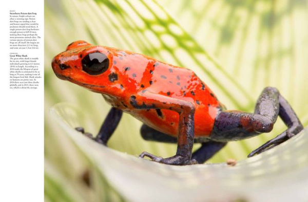 Dangerous Animals: The World's Most Deadly Creatures