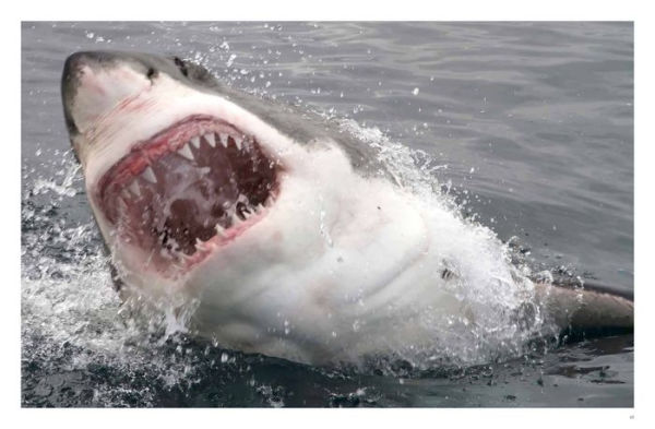 Dangerous Animals: The World's Most Deadly Creatures