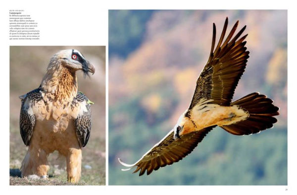 Dangerous Animals: The World's Most Deadly Creatures