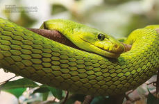 Alternative view 2 of Snakes: From Vipers to Boa Constrictors