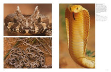 Alternative view 3 of Snakes: From Vipers to Boa Constrictors