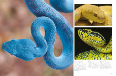 Alternative view 4 of Snakes: From Vipers to Boa Constrictors