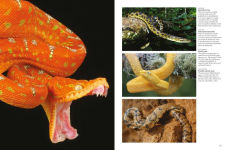 Alternative view 6 of Snakes: From Vipers to Boa Constrictors