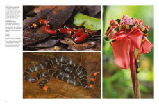 Alternative view 7 of Snakes: From Vipers to Boa Constrictors