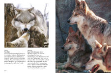 Alternative view 11 of Wolves