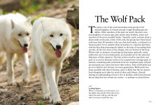 Alternative view 13 of Wolves