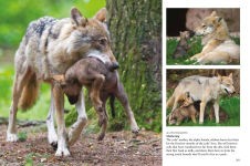 Alternative view 9 of Wolves