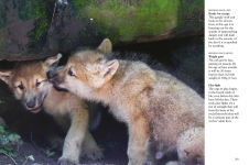 Alternative view 10 of Wolves