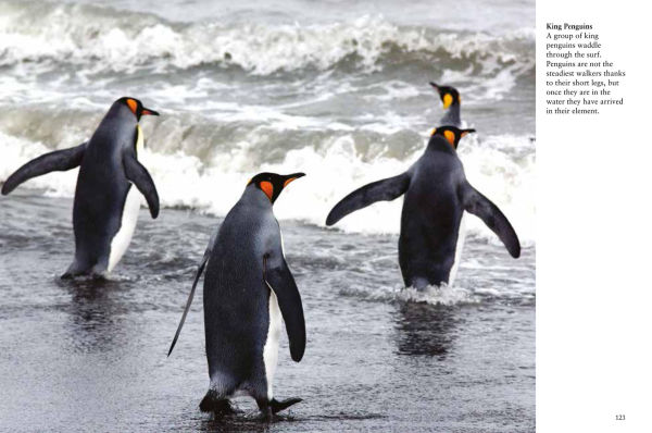 Penguins