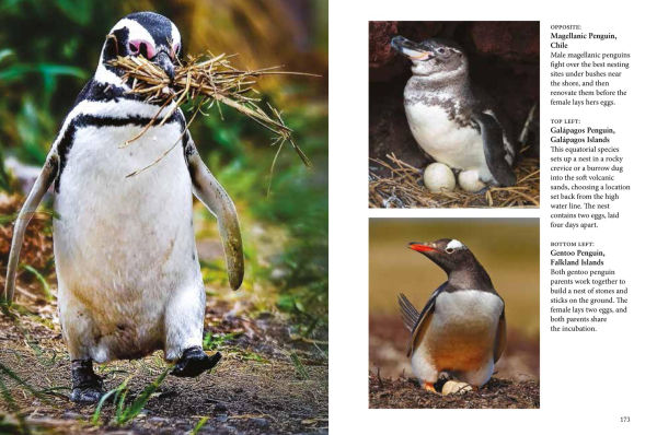 Penguins