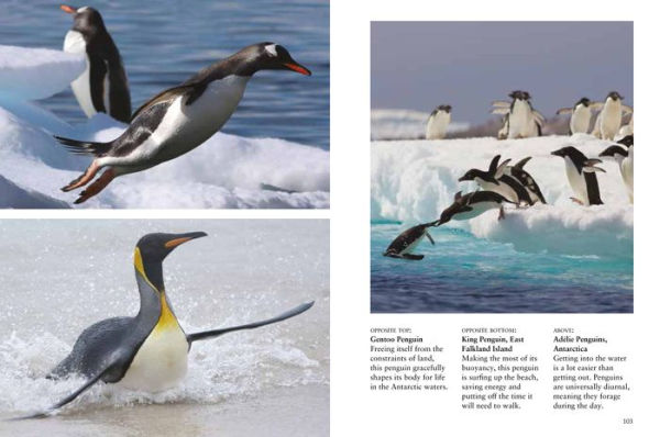 Penguins