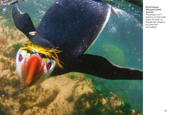 Penguins