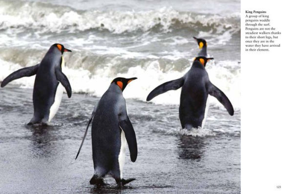 Penguins