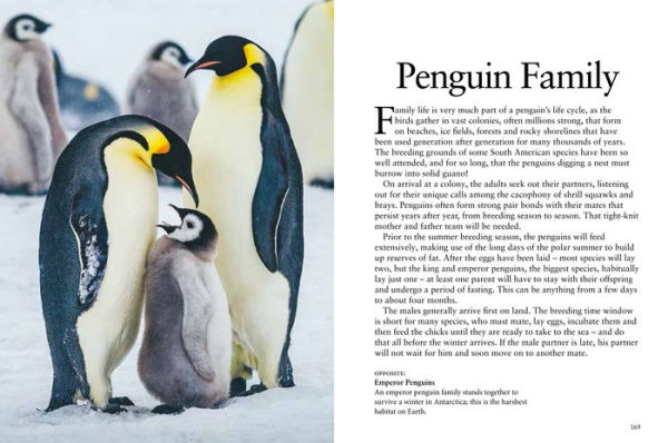 Penguins