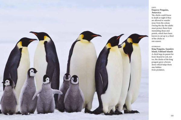 Penguins