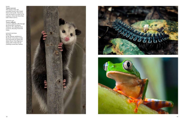 Forest Animals