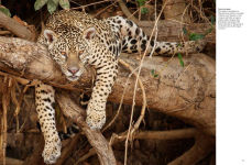 Alternative view 13 of Forest Animals