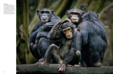 Alternative view 2 of Forest Animals