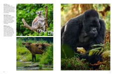 Alternative view 8 of Forest Animals