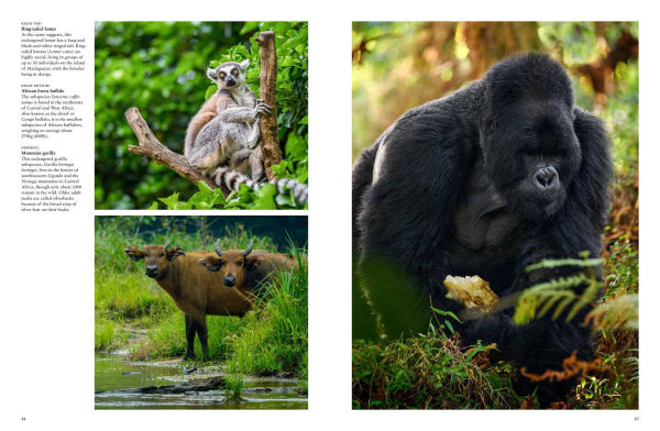 Forest Animals