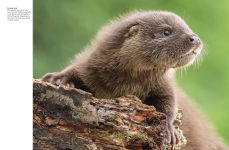 Alternative view 10 of Forest Animals