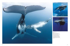 Alternative view 3 of Whales & Dolphins