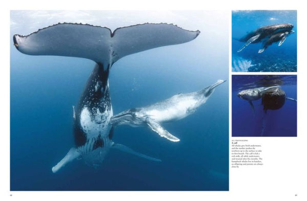 Whales & Dolphins