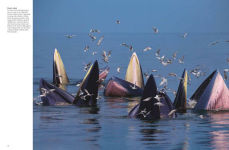 Alternative view 6 of Whales & Dolphins