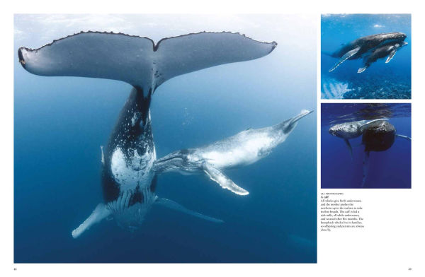 Whales & Dolphins