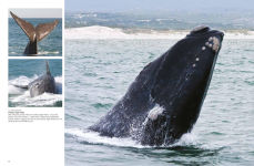Alternative view 10 of Whales & Dolphins