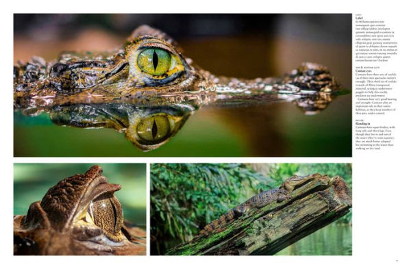 Crocodiles, Alligators & Lizards: From Black Caimans to Komodo Dragons