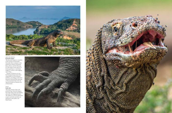 Crocodiles, Alligators & Lizards: From Black Caimans to Komodo Dragons