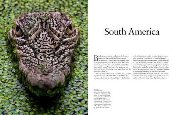 Crocodiles, Alligators & Lizards: From Black Caimans to Komodo Dragons