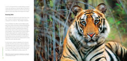 Alternative view 2 of Rainforest Endangered