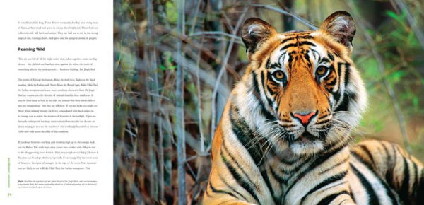 Rainforest Endangered