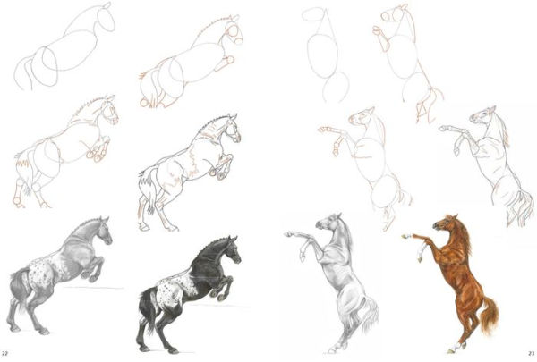 How to Draw Horses in Simple Steps