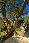 Alternative view 2 of Villa Gardens of the Mediterranean: From the Archives of Country Life