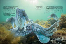 Alternative view 4 of Blue Planet II: A New World of Hidden Depths