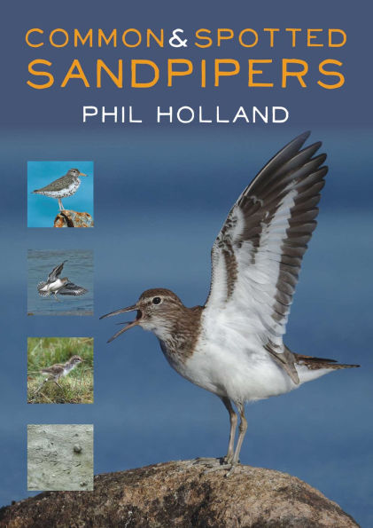 Common & Spotted Sandpipers