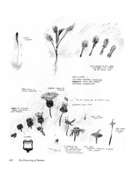 New Eyes for Plants: Workbook for Plant Observation and Drawing