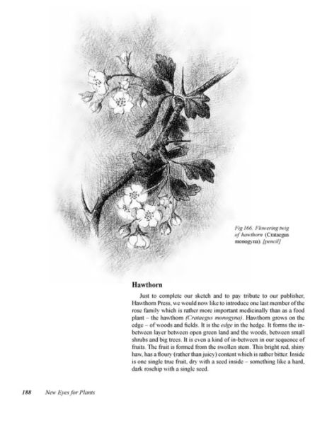 New Eyes for Plants: Workbook for Plant Observation and Drawing