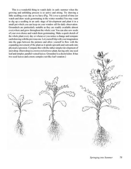 New Eyes for Plants: Workbook for Plant Observation and Drawing