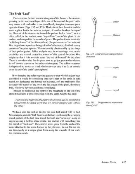 New Eyes for Plants: Workbook for Plant Observation and Drawing