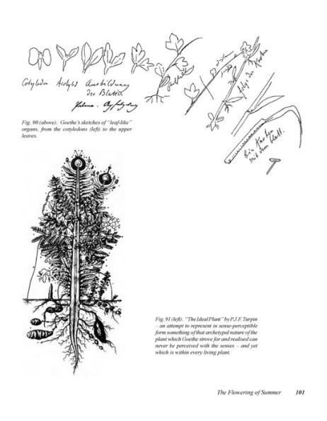 New Eyes for Plants: Workbook for Plant Observation and Drawing