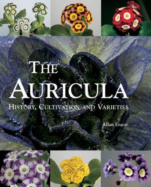 The Auricula: History, Cultivation and Varieties