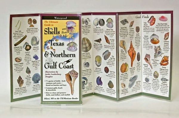 Shells of Texas & Northern Gulf Coast