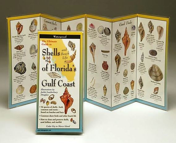 Shells of Florida's Gulf Coast