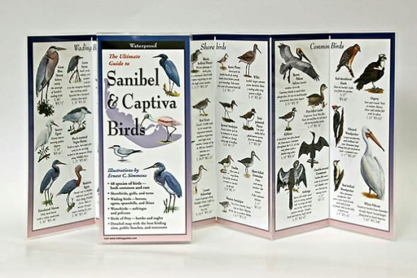 Ultimate Guide to Sanibel Captiva Birds