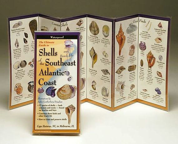 Shells of the Southeast Atlantic Coast