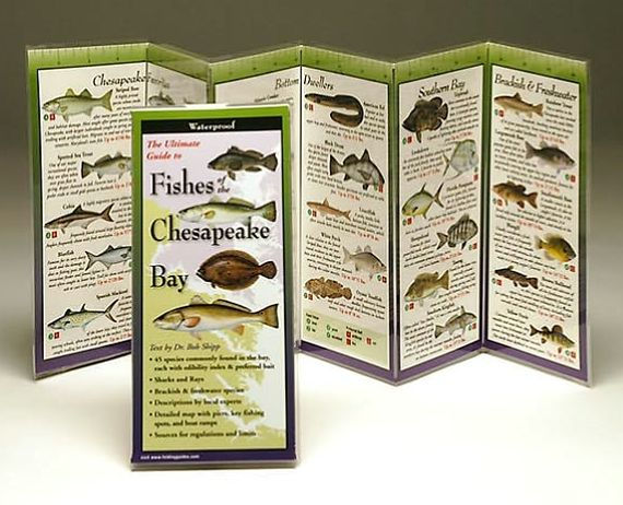 Fishes of the Chesapeake Bay